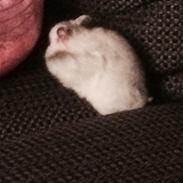 Hamster Phoebe