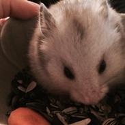 Hamster Phoebe