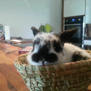 Kanin Jessings Lago Maggiore