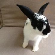 Kanin Jessings Lago Maggiore