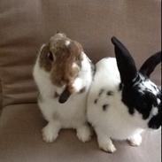 Kanin Jessings Lago Maggiore