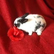 Kanin Jessings Lago Maggiore