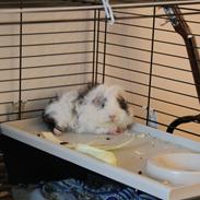 Marsvin Dirty Snowball (Snebold)