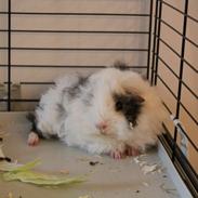 Marsvin Dirty Snowball (Snebold)