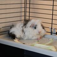 Marsvin Dirty Snowball (Snebold)