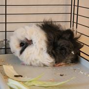 Marsvin Dirty Snowball (Snebold)