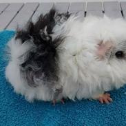 Marsvin Dirty Snowball (Snebold)