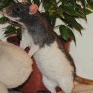 Tamrotte Joker Sniff :]