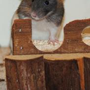 Tamrotte Joker Sniff :]