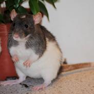 Tamrotte Joker Sniff :]