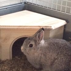 Kanin Ahrenkiels Connor -Hermelin