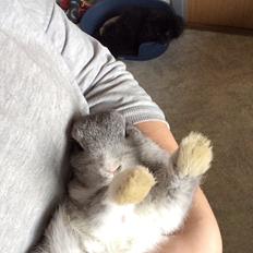 Kanin Ahrenkiels Connor -Hermelin