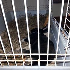 Kanin Ninus <3 *solgt*