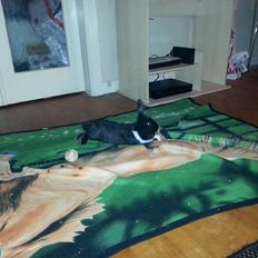 Kanin Ninus <3 *solgt*