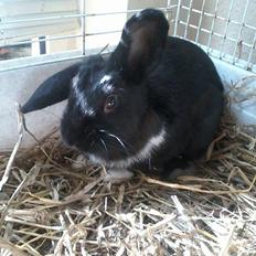 Kanin Ninus <3 *solgt*