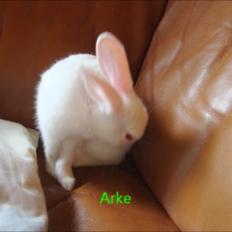Kanin Arke