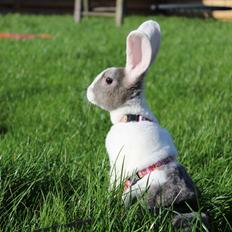 Kanin Wienertegnet Rex Joey Moe <3