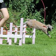 Kanin Snöflingans Ch. Galaxy