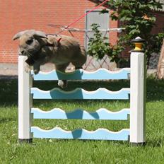 Kanin Snöflingans Ch. Galaxy