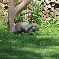 Kanin Snöflingans Ch. Galaxy