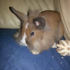 Kanin Fighter by Heart