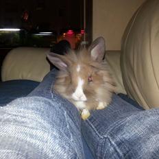 Kanin Fighter by Heart