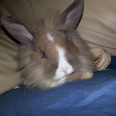 Kanin Fighter by Heart