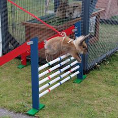 Kanin Gandrups Simba