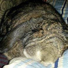 Kanin Mundo Fransk vædder