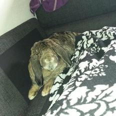 Kanin Mundo Fransk vædder