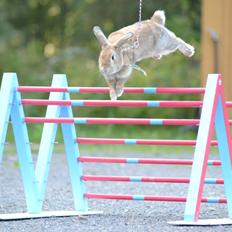 Kanin Shamigos CH Prestige av L.O.C