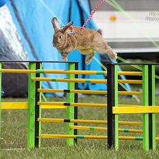 Kanin Shamigos CH Prestige av L.O.C