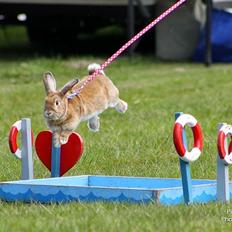 Kanin Shamigos CH Prestige av L.O.C