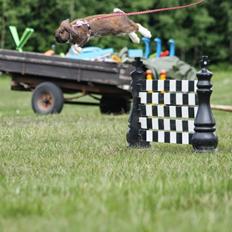 Kanin Shamigos Akitakata av Snöflingan