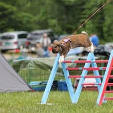 Kanin Shamigos Akitakata av Snöflingan