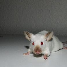 Mus Vejlmus' Ebony [Himmelgnaver]