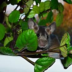 Mus Lux Cornelius [Himmelgnaver]