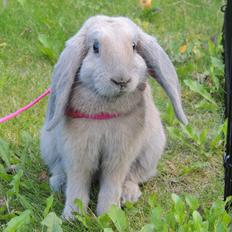 Kanin | Mabohas Mount Makalu