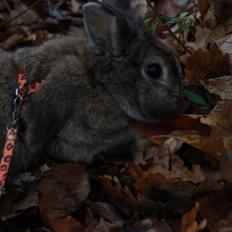 Kanin Svanemarks Cocio Phuss Junior af Tara