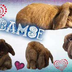 Kanin Bamse