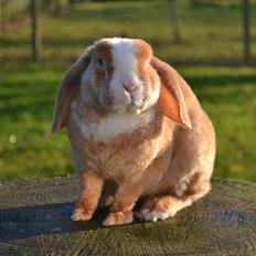 Kanin Ministalds Tellus