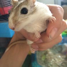 Ørkenrotte Lille pigen