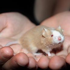 Mus Hedegaard's Blueberry