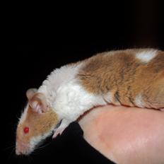 Mus Hedegaard's Balou