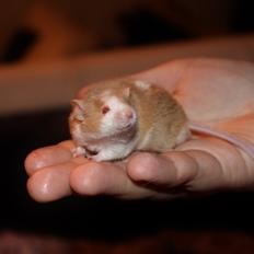 Mus Hedegaard's Balou