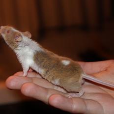 Mus Hedegaard's Balou