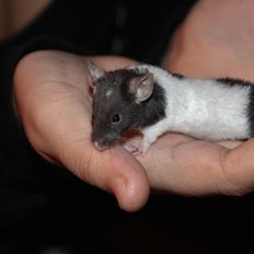 Mus Hedegaard's Askepot