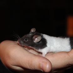 Mus Hedegaard's Askepot