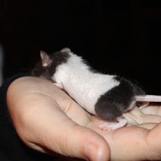 Mus Hedegaard's Askepot