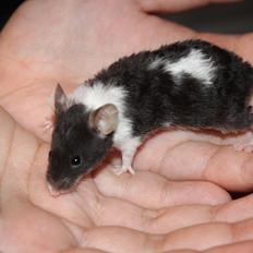 Mus Hedegaard's Snehvide